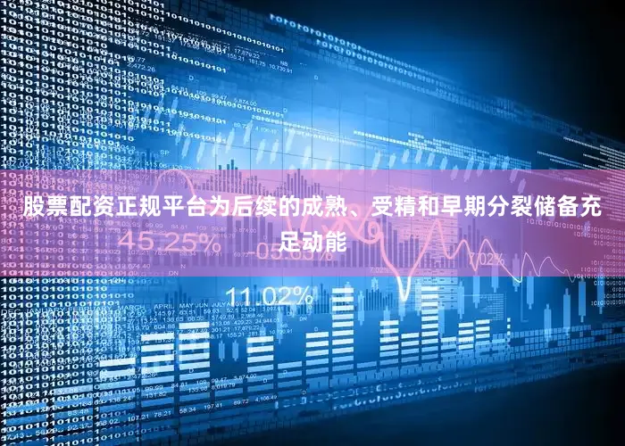 股票配资正规平台为后续的成熟、受精和早期分裂储备充足动能